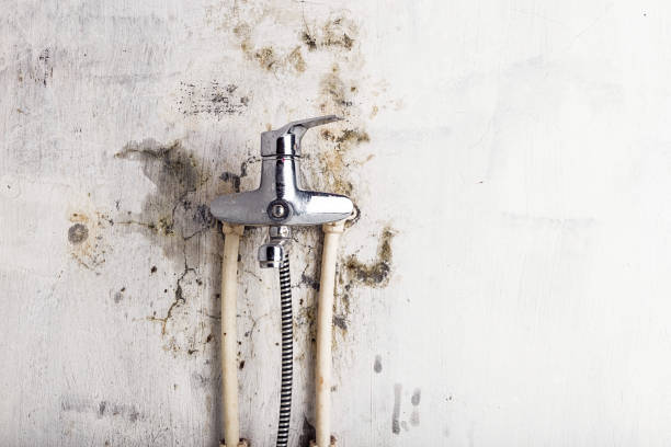 Best Fast Mold Removal  in Elma Center, NY