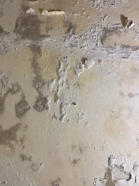 Professional Mold Removal in Elma Center, NY