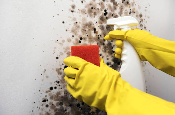 Mold Testing and Removal in Elma Center, NY