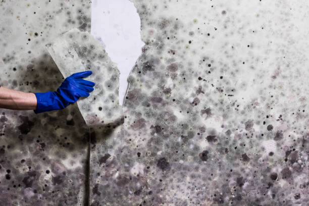 Best Toxic Mold Removal  in Elma Center, NY
